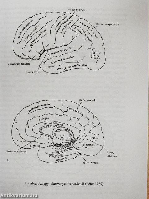 Gyermekkori beszédészlelési és beszédmegértési zavarok