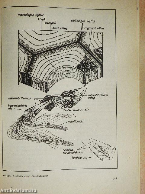 Növényszervezettan és növényélettan