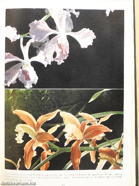 Blüten aus Tropenfernen