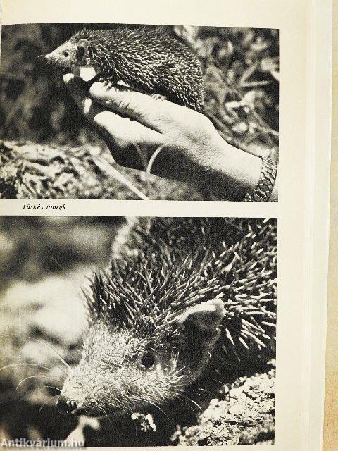 Madagaszkár állatparadicsoma