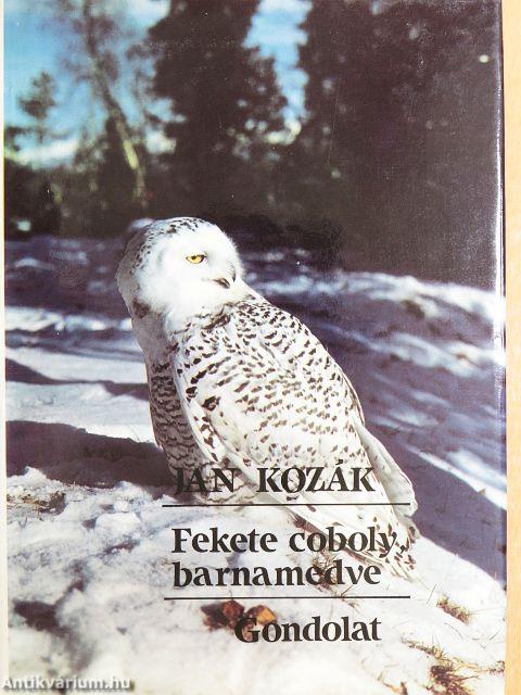 Fekete coboly, barnamedve