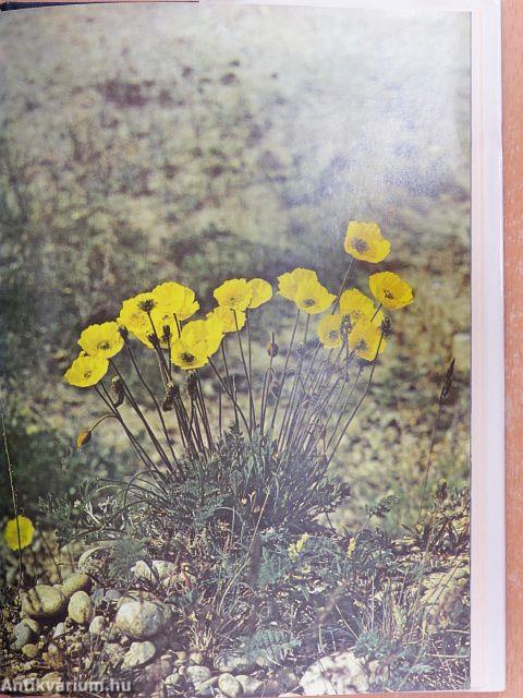 Fekete coboly, barnamedve