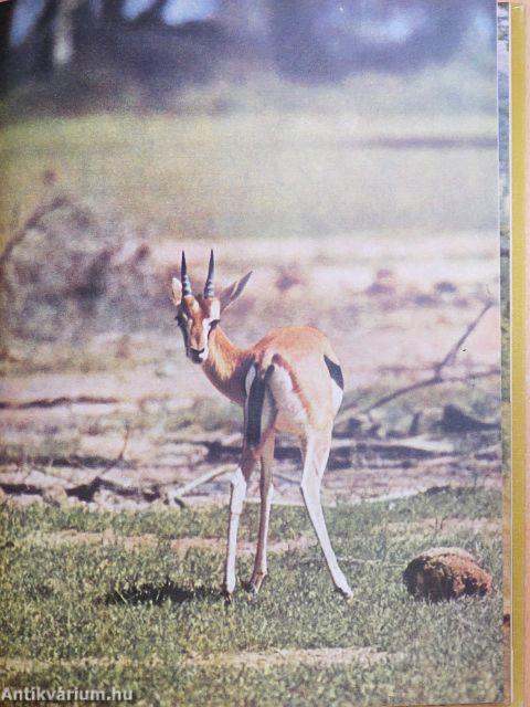 A zsiráfok inni mennek