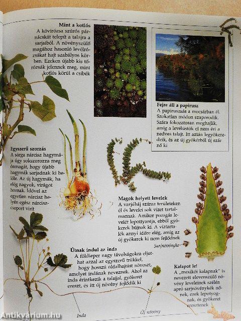 A tudás nagy könyve