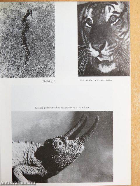 Barátságos arcot, elefánt!