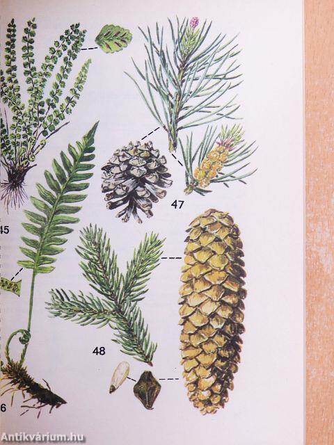 Kis növényhatározó rendszertani és ökológiai tájékoztatóval