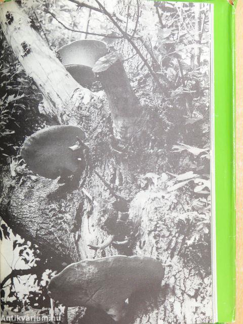 Fiúk Évkönyve 1975