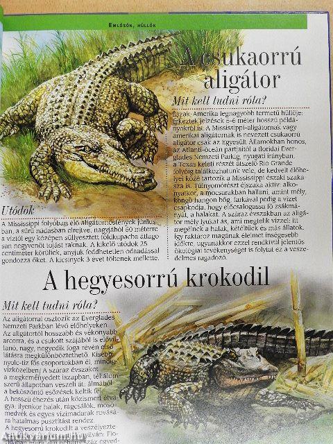 Az észak-amerikai folyók, tavak és partok állatvilága