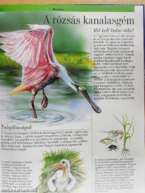 Az észak-amerikai folyók, tavak és partok állatvilága