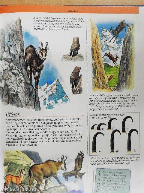 Az európai hegységek állatvilága