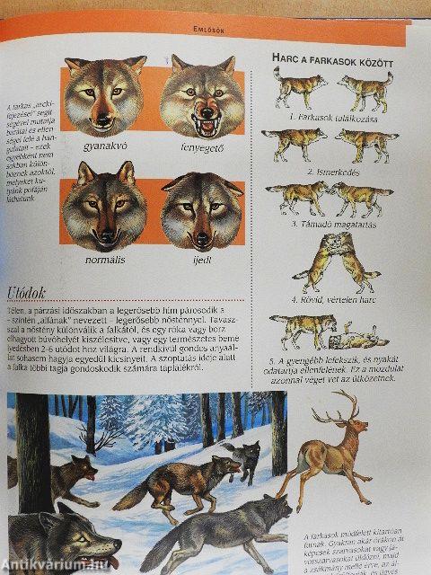 Az európai hegységek állatvilága