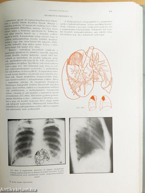 A tüdő röntgenanatómiája
