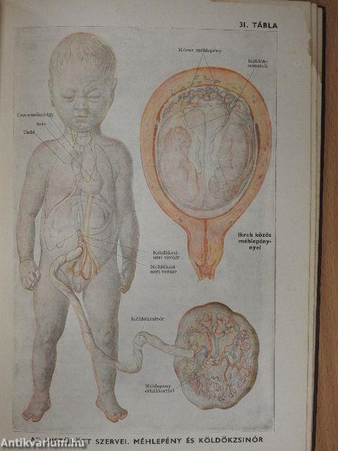 Orvos a családban II.
