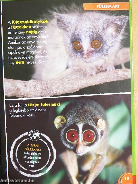 Disney Állati Szafari 12.