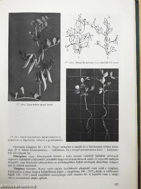 Zöldségtermesztés