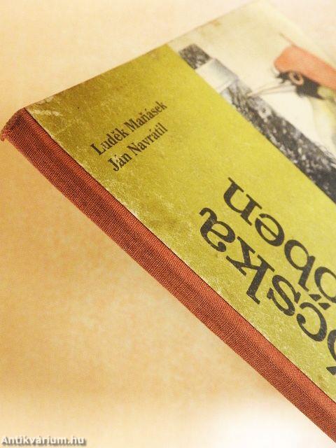 Bújócska az erdőben