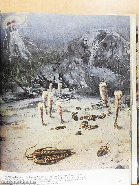 Élet az ember előtt