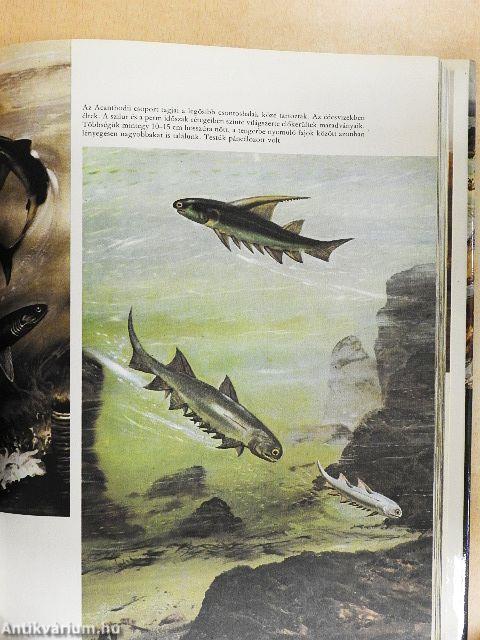 Élet az ember előtt