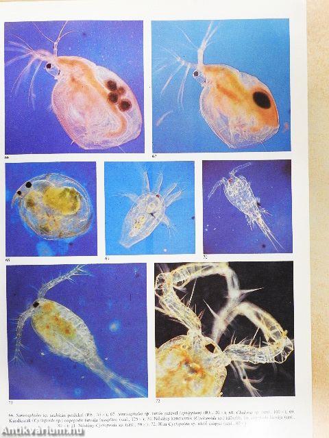 Mikroszkóp-mikrokozmosz