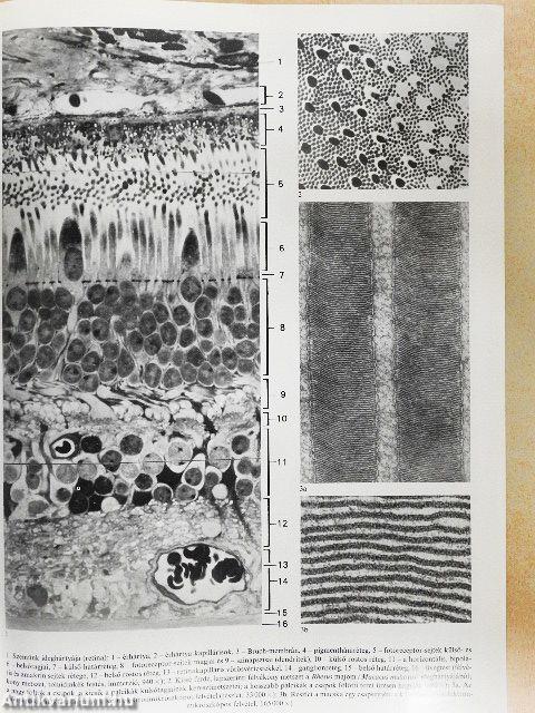 Mikroszkóp-mikrokozmosz