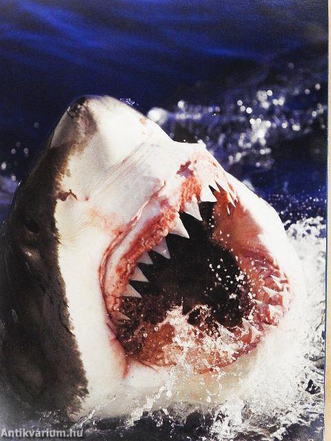 Halak/Hüllők/Madarak