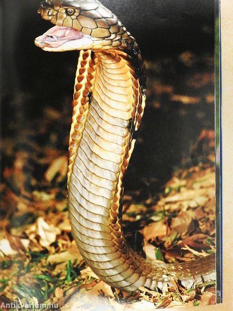 Halak/Hüllők/Madarak