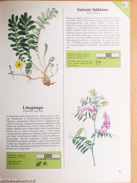 Európa vadvirágai