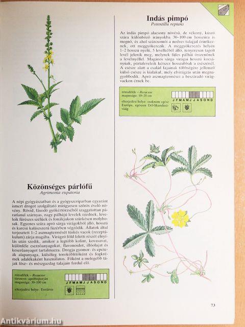 Európa vadvirágai