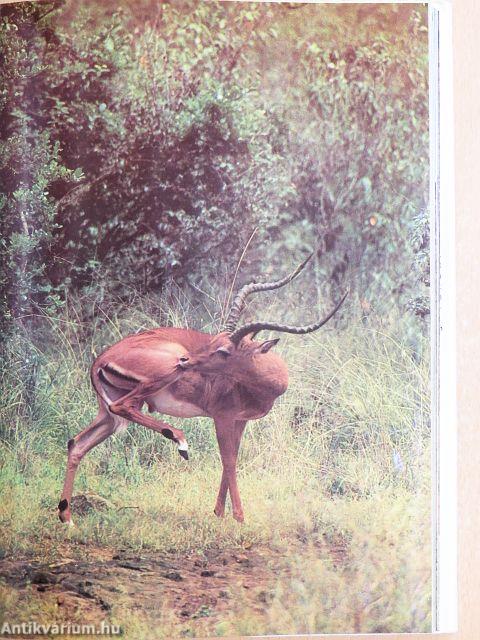 Szafári a Kilimandzsáró alatt