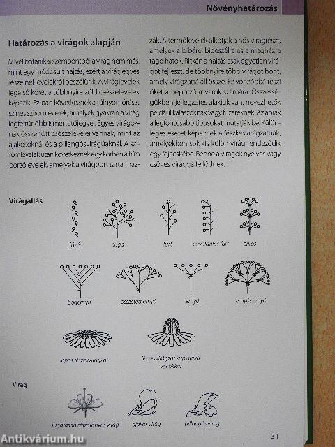 Teák gyógynövényekből és gyümölcsökből