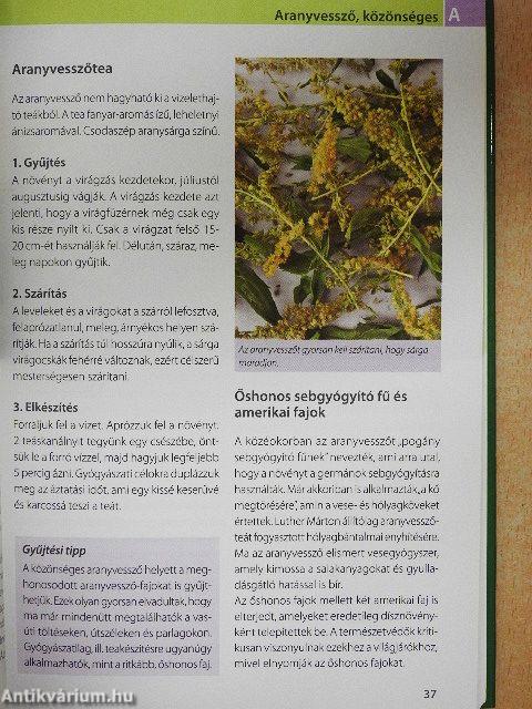 Teák gyógynövényekből és gyümölcsökből