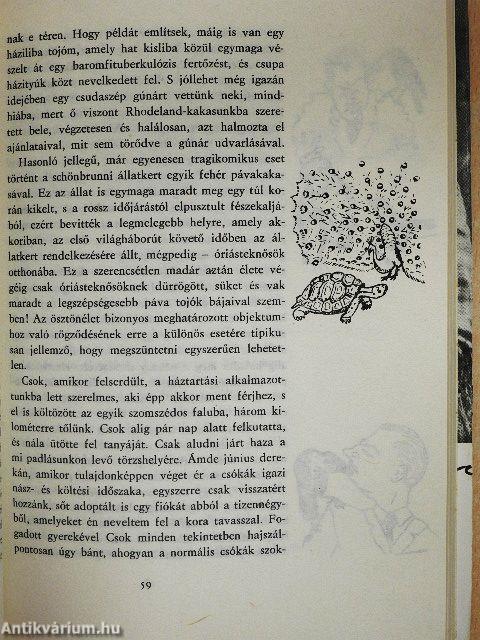 Salamon király gyűrűje