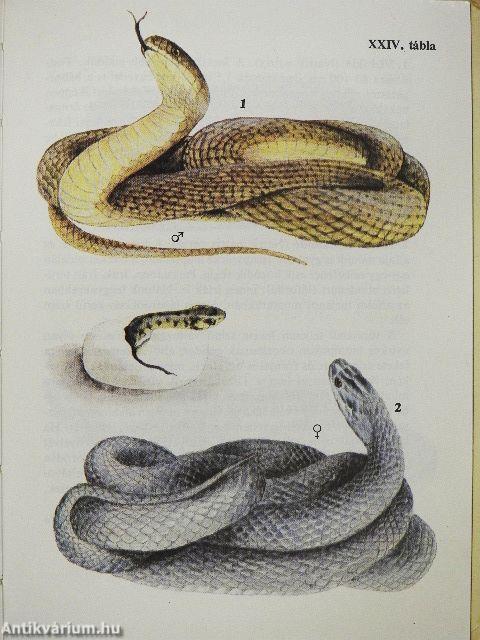 Kígyók, békák