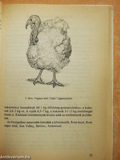 Baromfi a kisgazdaságban 2.