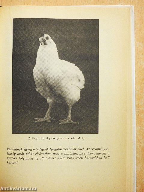 Baromfi a kisgazdaságban 1.