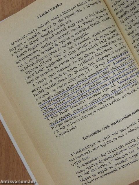 Kecsketartás a kisüzemben