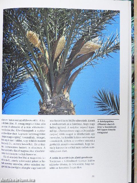 Pálmák a lakásban