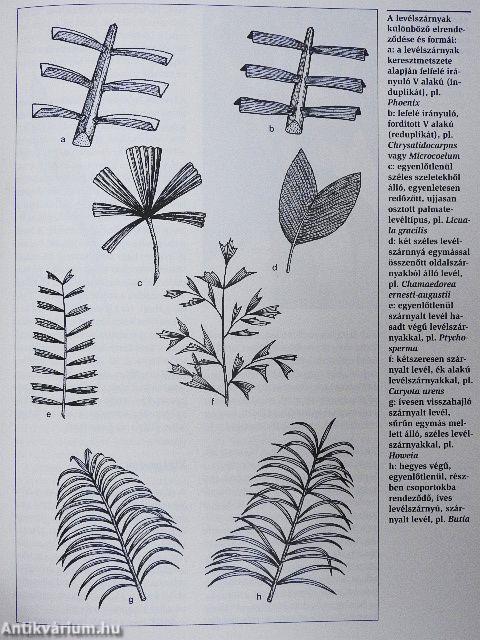 Pálmák a lakásban