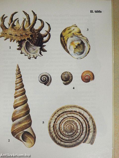 Trópusi csigák, kagylók