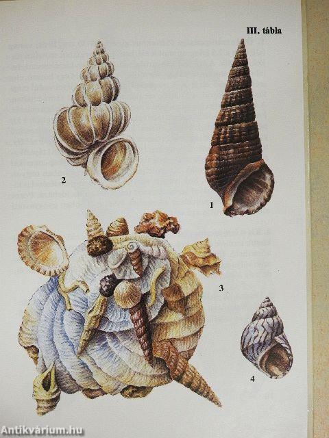 Trópusi csigák, kagylók