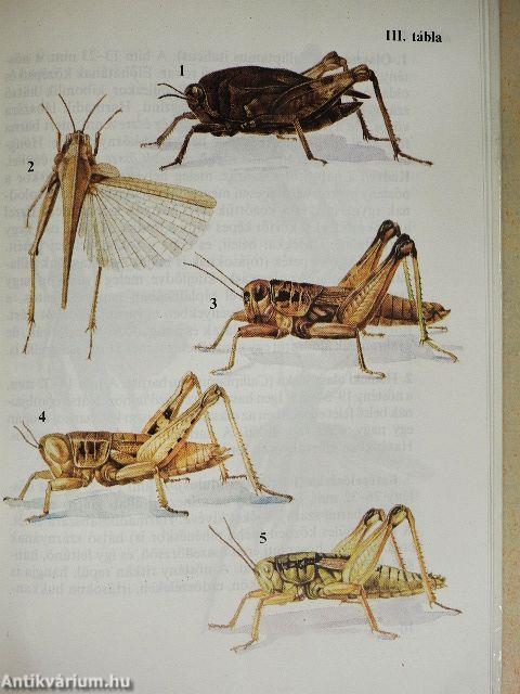 Sáskák, szöcskék, tücskök