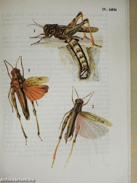 Sáskák, szöcskék, tücskök