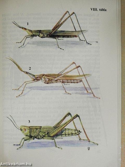 Sáskák, szöcskék, tücskök