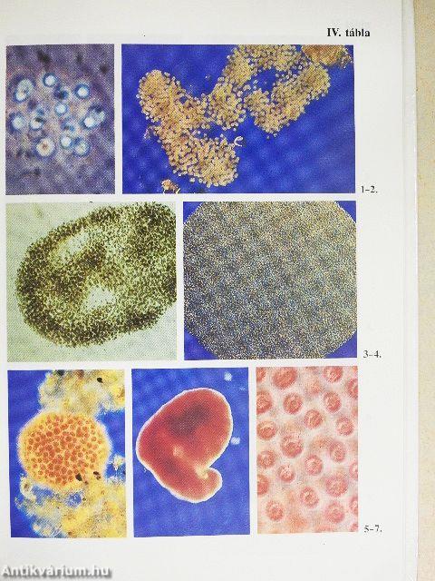 Édesvízi parányok 1.