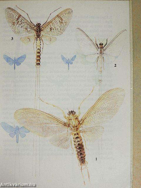 Szitakötők, kérészek, hangyalesők