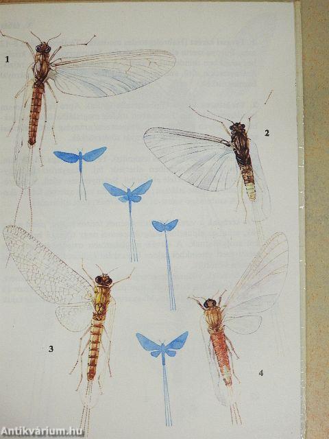 Szitakötők, kérészek, hangyalesők