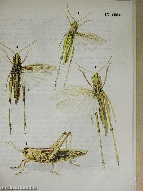 Sáskák, szöcskék, tücskök