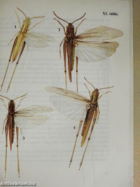 Sáskák, szöcskék, tücskök