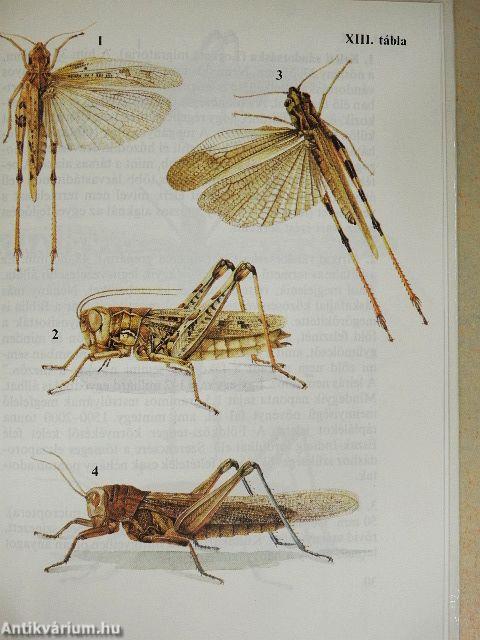 Sáskák, szöcskék, tücskök