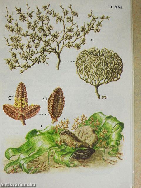 Különös növények